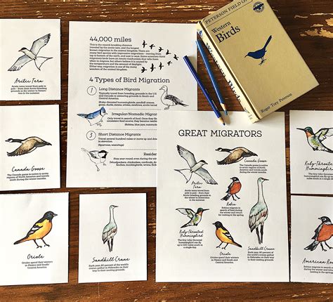 Free Bird Migration Printable Raising Up Wild Things