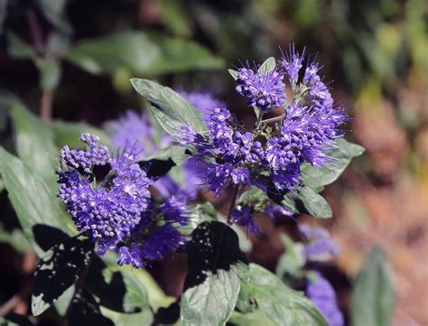 Caryopteris Planting Pruning And Advice On Caring For It