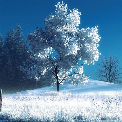 Winter Landscape Ipad Pro Wallpapers Hd 2732 X 1080p Wallpaper Nature
