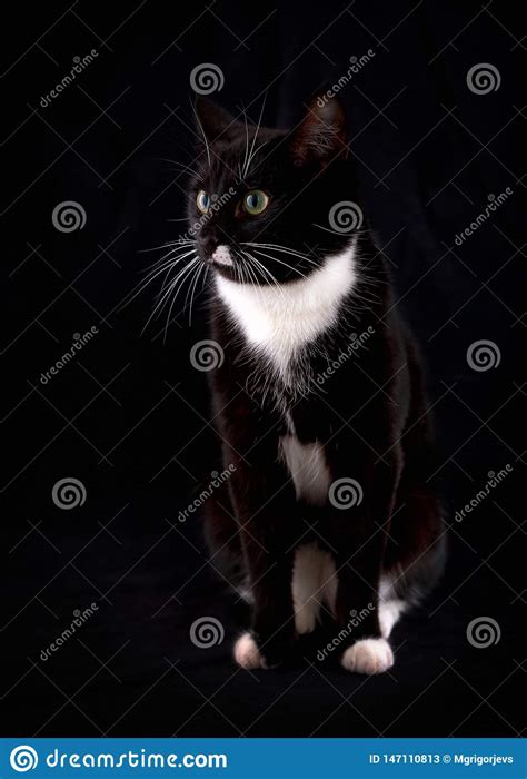 Sentite cosa dichiara il comune alla conferenza di servizi in regione (verbale dell'incontro) quella mattina ho preso sei pagine di appunti e ho sotto gli occhi la cronistoria della seduta, quasi minuto per minuto. Ritratto Di Un Gatto Nero Con Gli Occhi Verdi E Una Gala ...