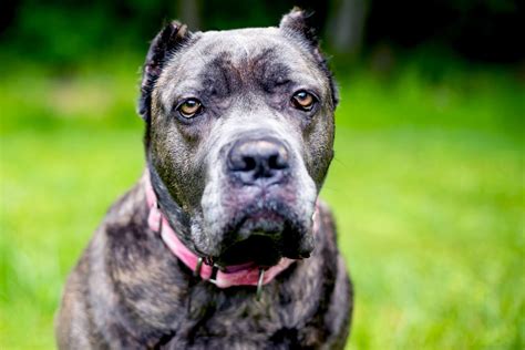 Cane Corso Dog Breed Information And Characteristics Daily Paws