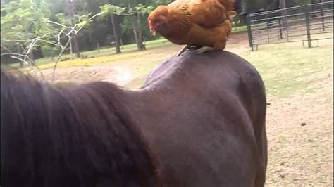 Ever Seen A Chicken Ride A Horse Youtube