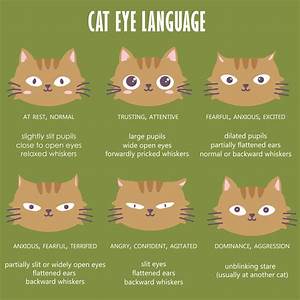 Cat Body Language Chart And Pictures Gemepet