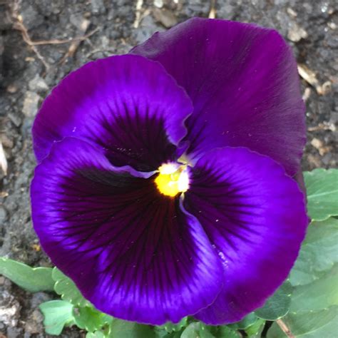 Viola X Wittrockiana Colossus Neon Violet Pansy Neon Violet In