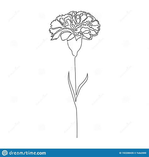Details More Than 154 Carnation Flower Drawing Best Vn