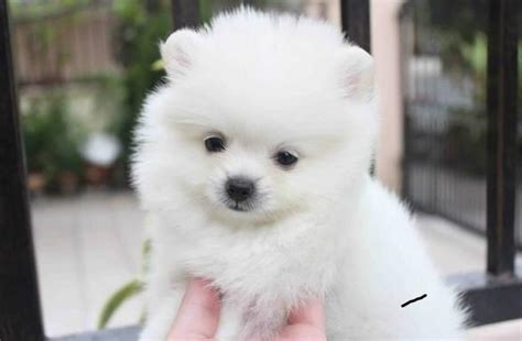 Lovely Pomeranian Puppies For Sale Ready To Go Now For Sale In Atlanta