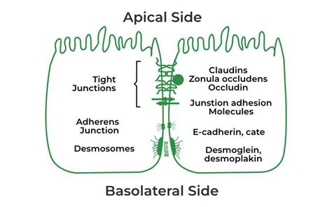 Adherens Junction Structure Functions Examples And Faqs