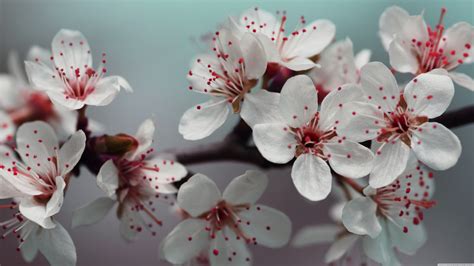 White Flowers Cherry Blossom Details Flowers Hd Wallpaper