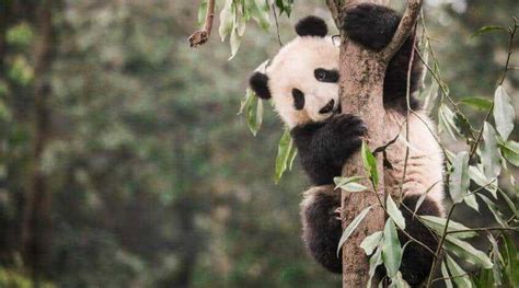 The Giant Panda's Habitat is Shrinking and Becoming More Fragmented