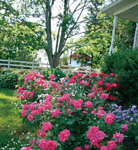 Rose The Double Pink Knock Out® Johnson Nursery Corporation