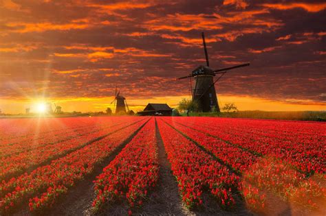 Windmill With Beautiful Tulip Field During Sunset In Holland Epuzzle