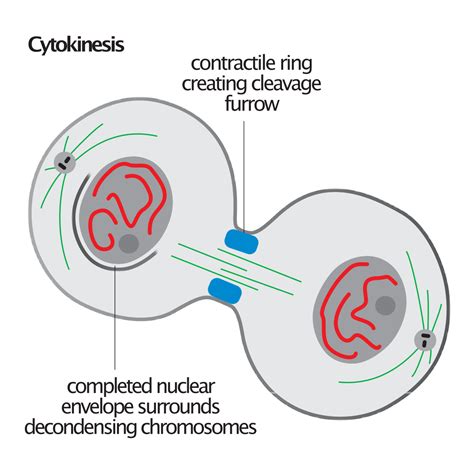 Cell Cycle Regulation Cyclins And Cdks Praxilabs