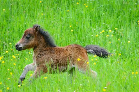 Tiny Wonders The Magic Of Miniature Horses Gildshire