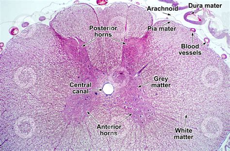 Mammal Spinal Cord Transverse Section 64x Spinal Cord