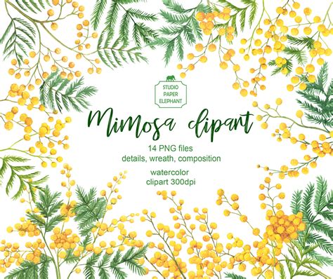Watercolor Mimosa Clipart Spring Clipart Yellow Flowers Etsy Uk