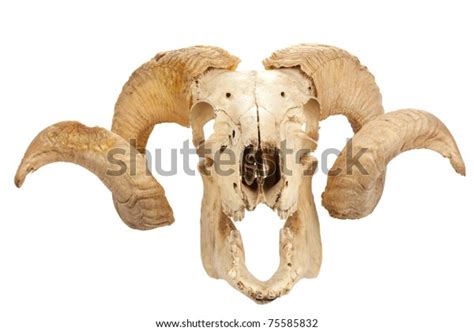 Animal Skull Big Horn Isolated Isolated Stock Photo Edit Now 75585832