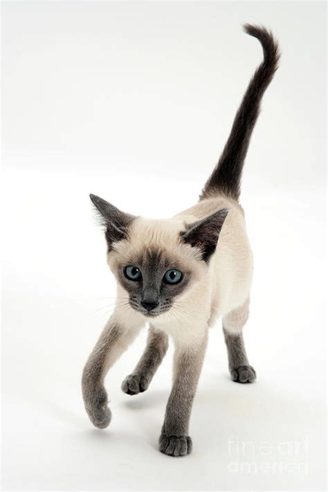 Siamese Kitten Photograph By Jane Burton