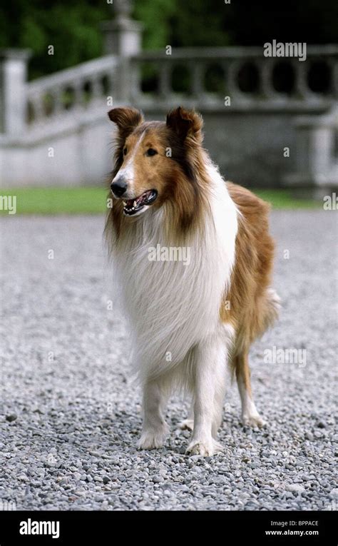 Lassie Lassie 2005 Stock Photo Royalty Free Image 31223934 Alamy