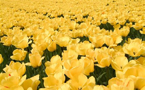 Download Yellow Hd Tulip Flowers Wallpaper