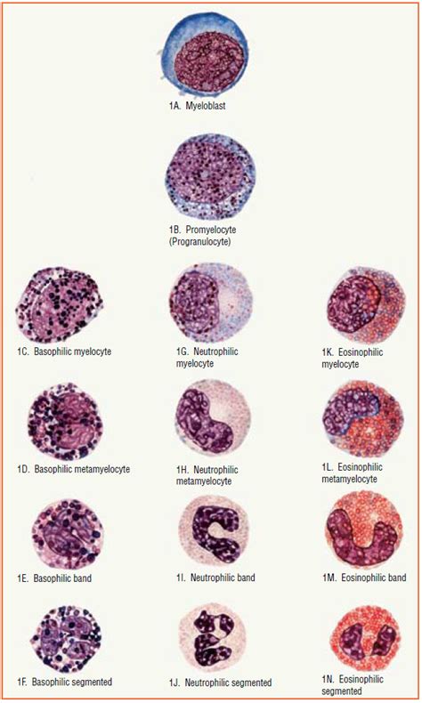 Ranulocytes Granules Are Evident In Each Cell C F Are Basophils G J