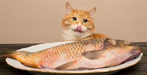 Can Cats Eat Fish Petpost Australia
