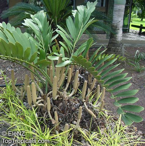 Search homes for sale in florida palms, kissimmee, fl. Zamia furfuracea, Cycad, Cardboard Palm - TopTropicals.com