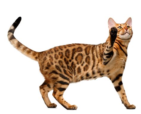 9 Cat Breeds With Very Long Legs With Pictures Pets Gal