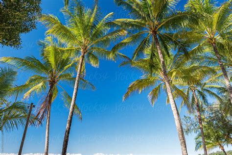 Tropical Palm Trees On Beach By Stocksy Contributor Neal Pritchard