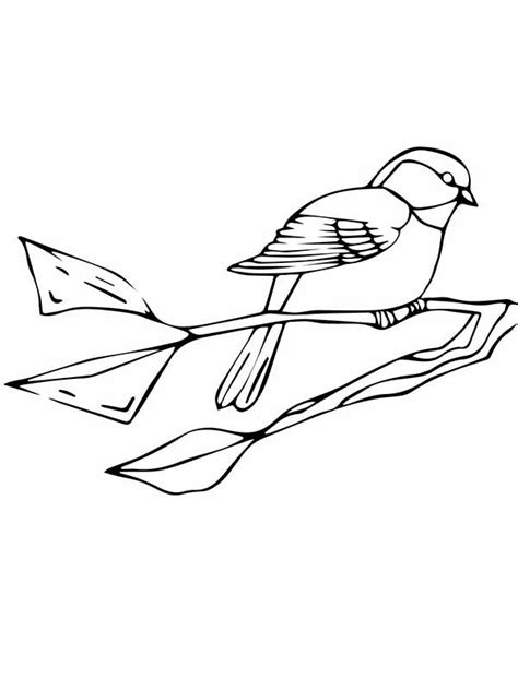 They are acrobatic and associate in flocks—the. Black Capped Chickadee Coloring Page Sketch Coloring Page