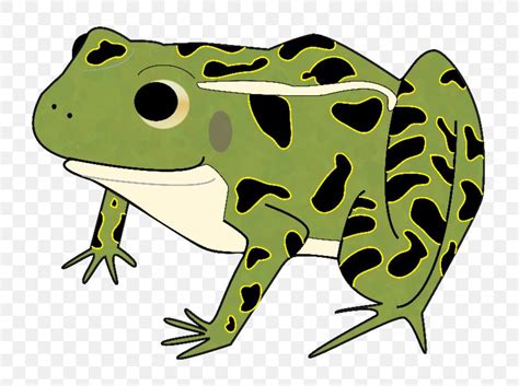 American Bullfrog Clip Art Toad Leopard Frogs PNG 800x611px American