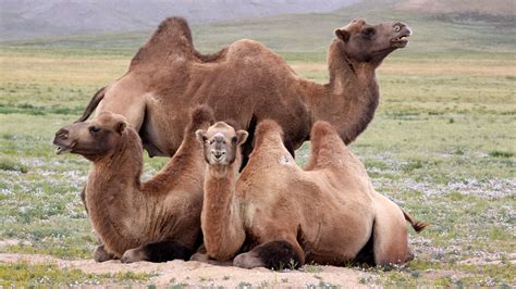 #steppes #camels #mongolia Photograph by Werner RAPPOLD ...