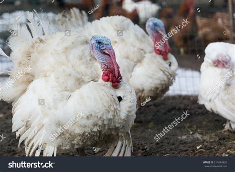 Turkey Animal Farming In Countryside Stock Photo 511634830 Shutterstock