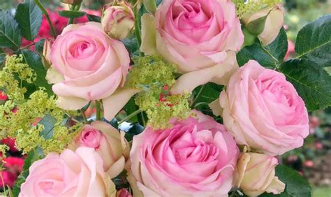 Kletterrose Mini Eden Rose Pflanze Pflege And Tipps Floragard