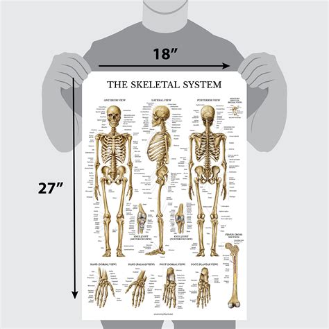 Skeletal System Anatomical Chart Laminated Human Skeleton Anatomy Poster 18 X 27 Buy