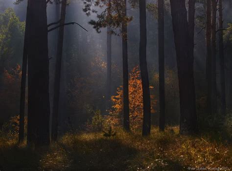Morning In The Forest Ukraine Cherkasy Region Autumn Trees