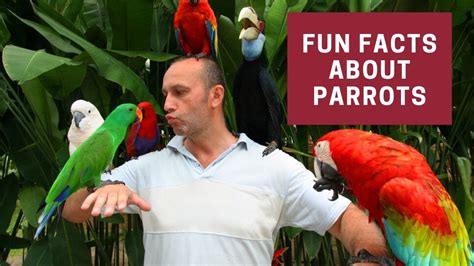Parrots 101 Top 05 Fun Facts About Parrots Things You Need To Know