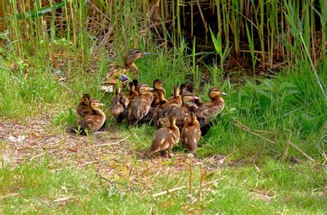 Mom Wild Brown Duck Leads Her Baby Ducklings To The Water In The Reeds