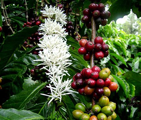 Coffee Coffea Arabica Coffee Plant Care How To Grow Coffe Arabica