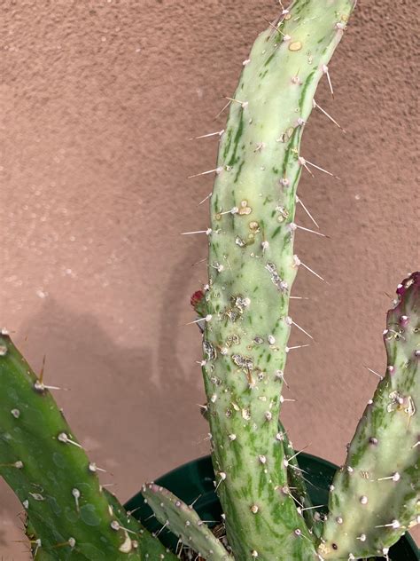 Variegated Opuntia Cactus Etsy