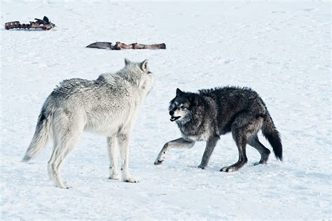 Aleda Costa Wolves Fighting Pictures
