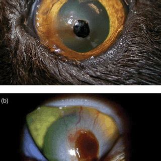 It is, therefore, not too hard to notice when they descend on your. Lower lid entropion in a cat with a concurrent corneal ...