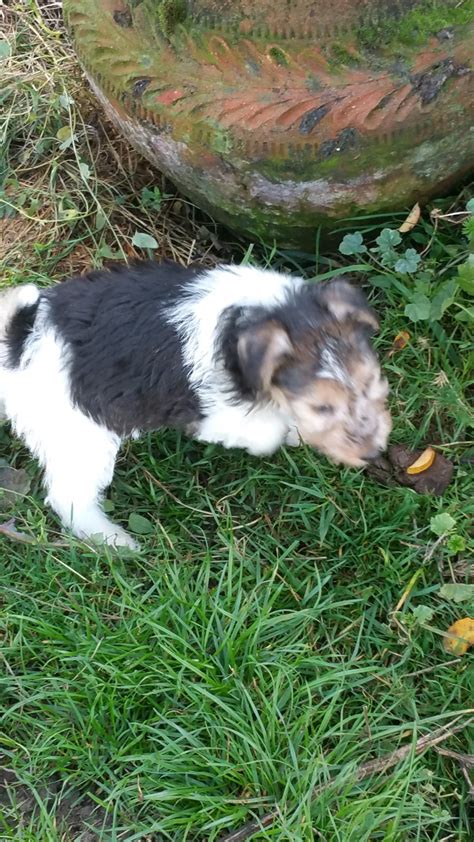 Wire Haired Fox Terrier Puppies For Sale Yoncalla Or 250656