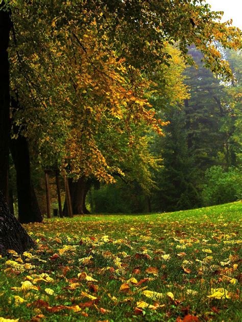 Free Download Autumn Wallpapers Best Wallpapers 1920x1080 For Your