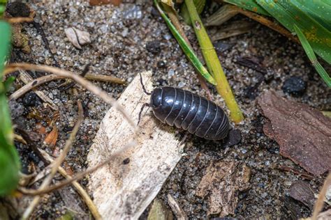 Gardner Shares Advice For Stopping Rollie Pollies From Eating Your