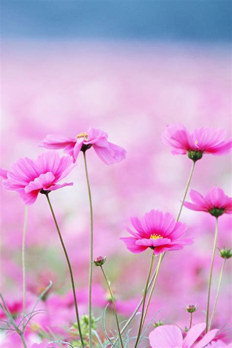 Sun flower wallpaper iphone flowers. Pink Flowers iPhone Wallpaper HD