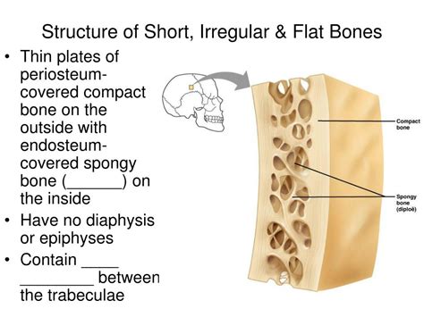 Ppt Chap 6 Bones And Skeletal Tissue Powerpoint Presentation Free