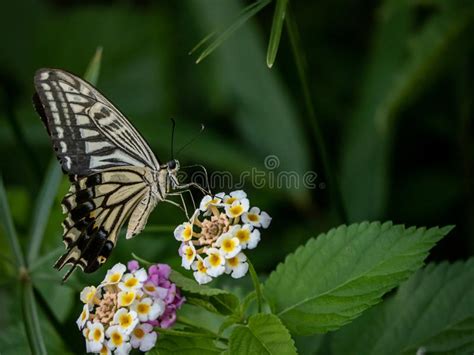 Xuthus Swallowtail Butterfly On Lantana Flowers Stock Photo Image