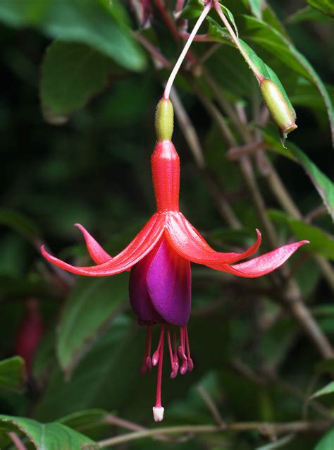 Filefuchsia Magellanica Tas Wikipedia