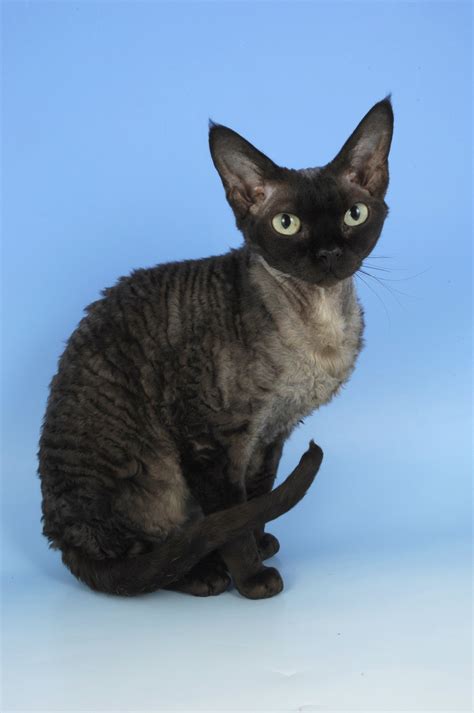 These Are 15 Pictures About Cat Breeds Devon Rex Pets Lovers