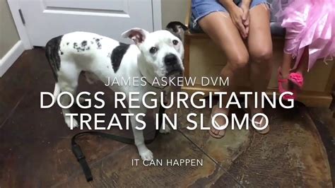 Dogs Regurgitating Treats In Slomo Youtube